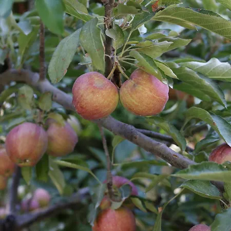 свети трифон Hotel