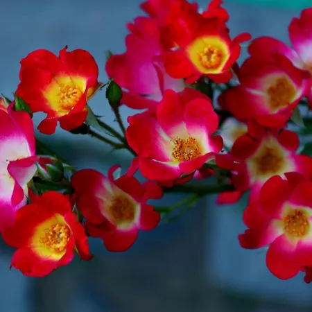 свети трифон 3* メルニック