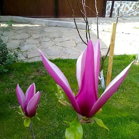 свети трифон Hotel Melnik (Blagoevgrad)