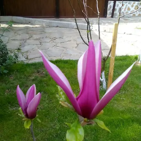 свети трифон Melnik (Blagoevgrad)