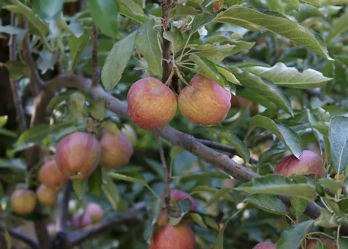 свети трифон Hotel