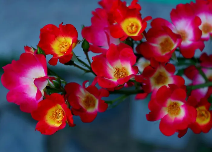 свети трифон * Melnik (Blagoevgrad)